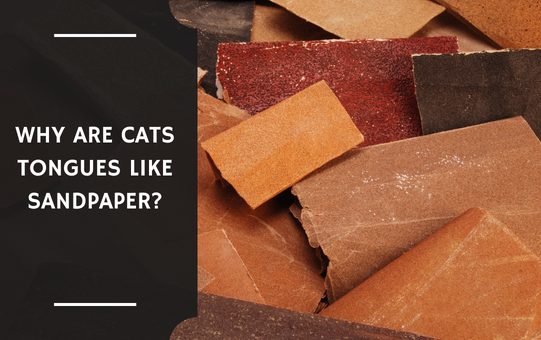 Why Are Cats Tongues Like Sandpaper?